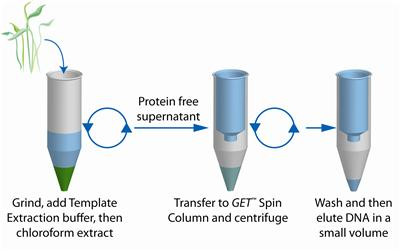 GET Plant DNA Template
