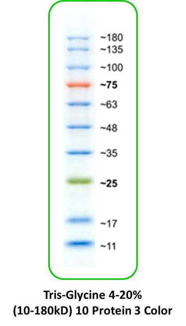 Rainbow Protein Markers