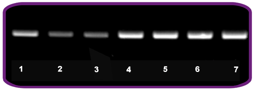 1 Hour Mammalian Genotyping Kit