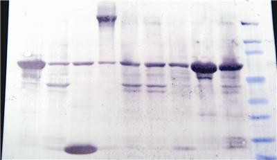 BLOT-FastStain by G-Biosciences — dyes stains and indicators from MedSupply Partners