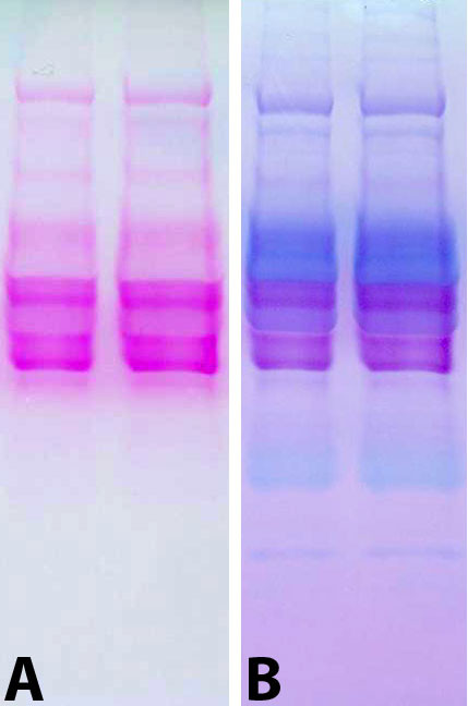 Glycoprotein Staining Kit by G-Biosciences — electrophoresis reagents from MedSupply Partners