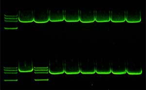 LabSafe Nucleic Acid Stain by G-Biosciences — electrophoresis reagents from MedSupply Partners