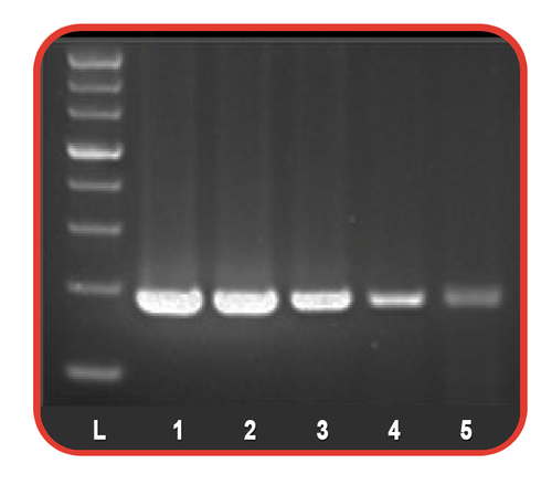 Hot Start Taq DNA Polymerase and Master Mix by Benchmark Scientific — hot-start pcr from MedSupply Partners