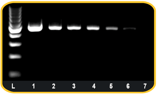 High Fidelity DNA Polymerase by Benchmark Scientific — high-fidelity pcr from MedSupply Partners