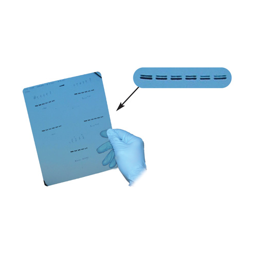 MSP brand Blue Autoradiography Film