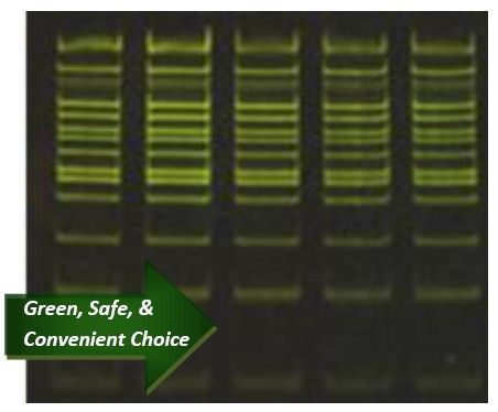 HydraGreen Safe DNA Dye & 6X Safe Loading Buffer