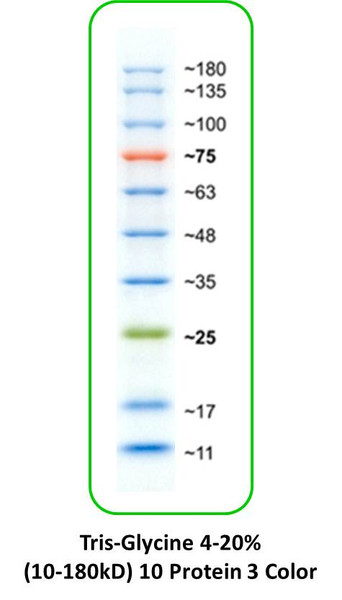 Rainbow Protein Markers