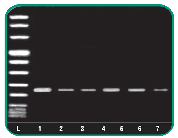 Taq Plus DNA Polymerase and Master Mix