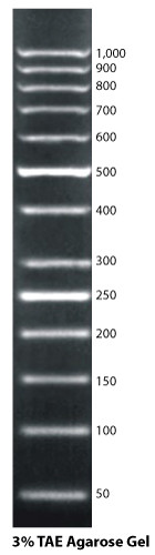 50bp DNA Ladder by G-Biosciences — electrophoresis reagents from MedSupply Partners