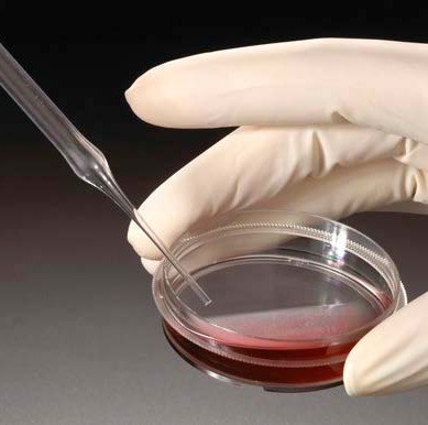 Celltreat Polystyrene Pasteur Pipets