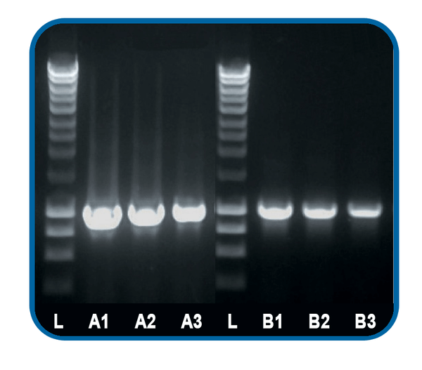 Taq DNA Polymerase and Master Mix