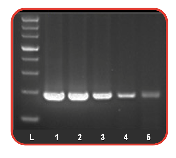 Hot Start Taq DNA Polymerase and Master Mix by Benchmark Scientific — hot-start pcr from MedSupply Partners