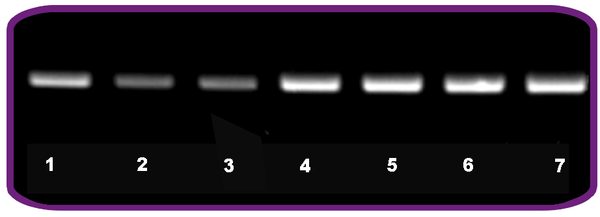 1 Hour Mammalian Genotyping Kit by Benchmark Scientific — routine pcr from MedSupply Partners