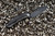 Munroe Knives Warg MK1 Textured Frame Compound Grind