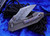 Jonathan McNees/JVO Design Nightshade Timascus Accents/Clip W2 Hamon 2018