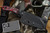 Stroup Knives Custom GP3 Fixed Blade Knife Black/Red Burl G10 4.25" 1095 Wharncliffe GP3-B/RL-BG10