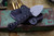 Bastinelli Knives Custom "ArrowTac" Knife Tsuka Wrap Menuki 2" Satin Double Edge Blade