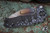 Medford Praetorian Micro T Folding Knife Black Jasmine Fade Sculpted Titanium 2.9" Vulcan Tanto 