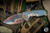 Medford Praetorian Genesis T Folding Knife Aqua-Bronze DragonSkin Sculpted Titanium 3.3" Vulcan Drop Point