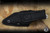 Buck Knives 662 Alpha Scout Select Fixed Blade Knife Black/Gray Polymer 2.9" Drop Point Stonewash 0662GYS