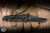 Chaves x Jake McCoy Red Label Disciple Street Integral Folding Knife Titanium 3.25" M390 Drop Point Black Satin PVD - Blade Show Exclusive