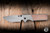 Chaves Knives Exclusive Magnetic Integral N.T.A.K. El Chicano Folding Knife Zirconium Blast Titanium, Brown Micarta Inlay 3.56" M390 Tanto Satin Chisel