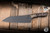 Microtech Signature Series Chef Kitchen Cutlery Knife Livewire Carbon Fiber/Bronze Titanium Bolster 8" M390 DLC 3000B-1DLCLWCFS