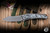 Preowned-Hawk Knives Talon Folding Knife Polar Fat Carbon 3.5" M390 Stonewash