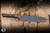 Microtech Utility Kitchen Knife Carbon Fiber/Bronze Titanium Bolster 6" M390 DLC 3400B-1DLCCFS