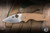 Preowned-Spyderco Lil' Native Folding Knife Coyote Brown G10 2.47" 10V Drop Point Satin