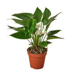 Anthurium 'White'-4" Pot D245-4_ANTHURIUM_WHITE