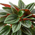 Peperomia Rosso-4" Pot D245-4_PEPEROMIA_ROSSO