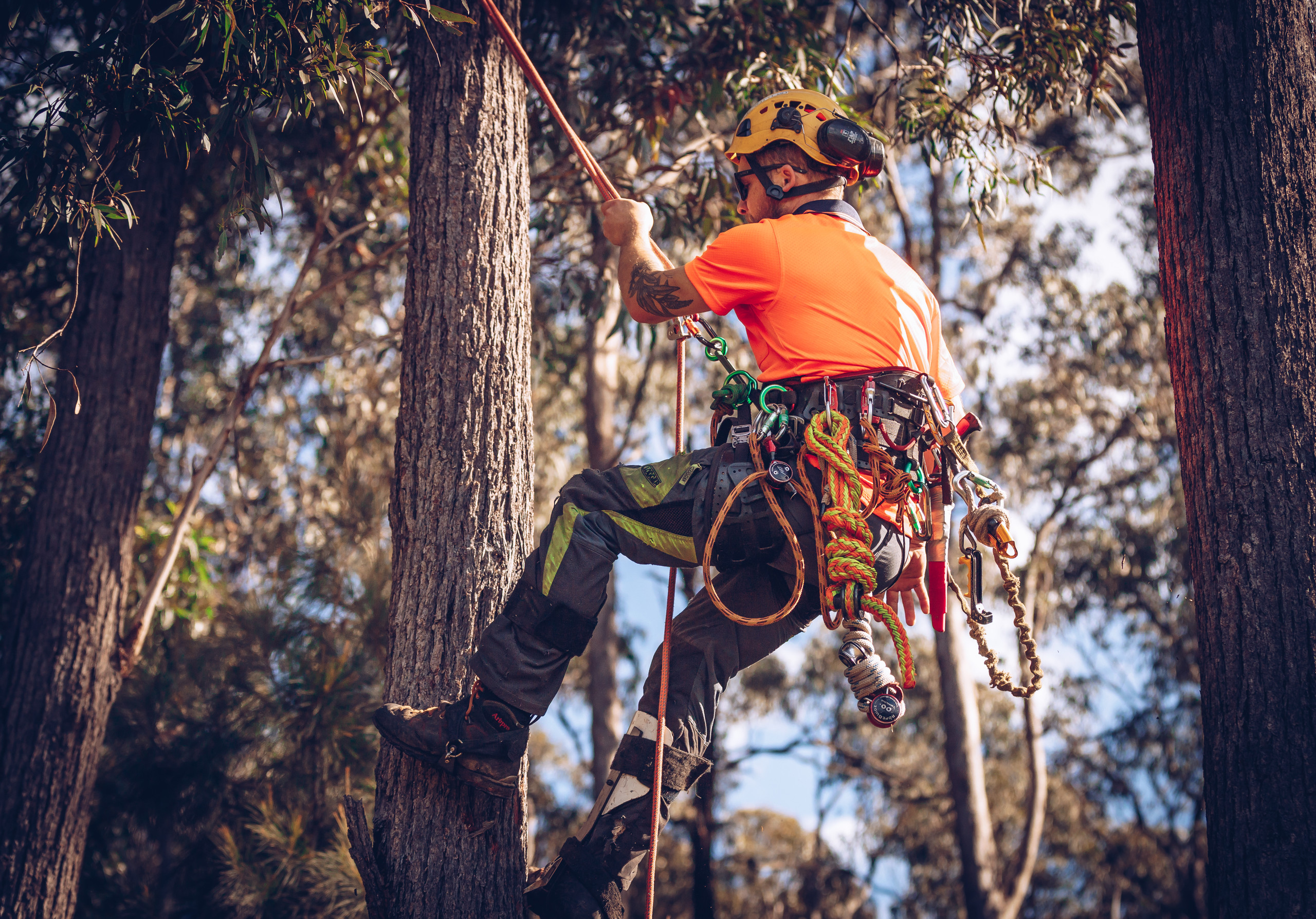 Chainsaw Pants & PPE NZ | Clogger Protective Gear for Arborists