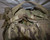Multicam MOLLE II Medium Rucksack; USGI: US Military Surplus