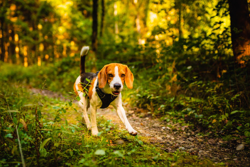 Scents and Attractants