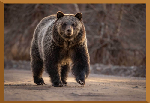 Bear Protection
