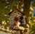 BIRCH TREE & BEAR BIRDHOUSE
