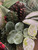 MARTHA STEWART 33" Mixed Floral Plaid Ribbon $299 CLOSEOUT SALE