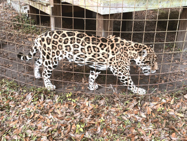 Big-Cat-Rescue_Blue-sky-in-the-wild_blue-sky-papers