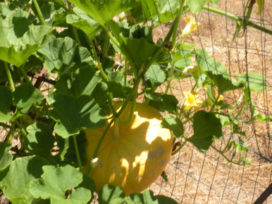 Pumpkin on vine