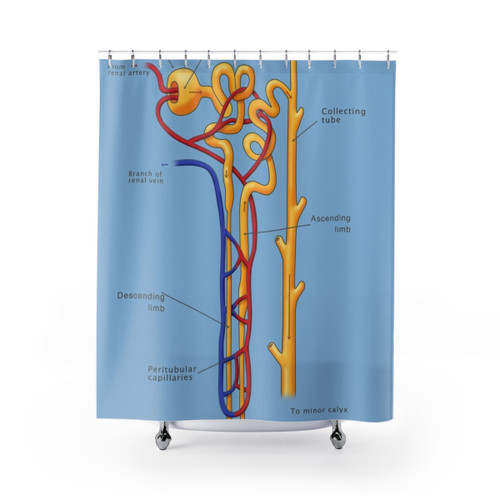 Nephron Anatomy Illustration Shower Curtain