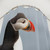 Puffin in Iceland Shower Curtain