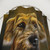 Doogle Dog Portrait Shower Curtains