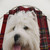 West Highland White Terrier Shower Curtain