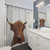Colorful Highland Cow Shower Curtain