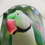 Alexandrine Parrot Shower Curtain featuring a vibrant bird design