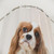 Blenheim Cavalier King Charles Spaniel Shower Curtain