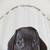 Cute Dachshund Puppy Dog Shower Curtain