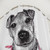 Jack Russell Terrier Shower Curtain