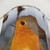 Robin Redbreast Shower Curtains